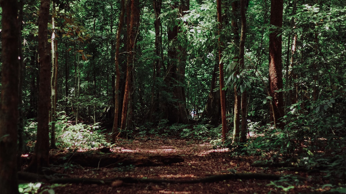 El interior de las yungas peruanas, un ecosistema de neblina que ahora cuenta con protección legal definitiva.