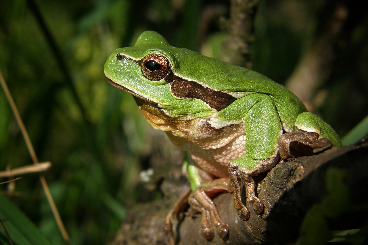 Los anfibios, como esta rana, se encuentran entre los protagonistas de los nuevos hallazgos científicos en la Amazonía.